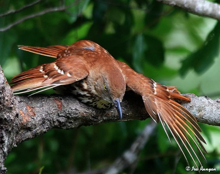 BrownThrasher_7800.jpg