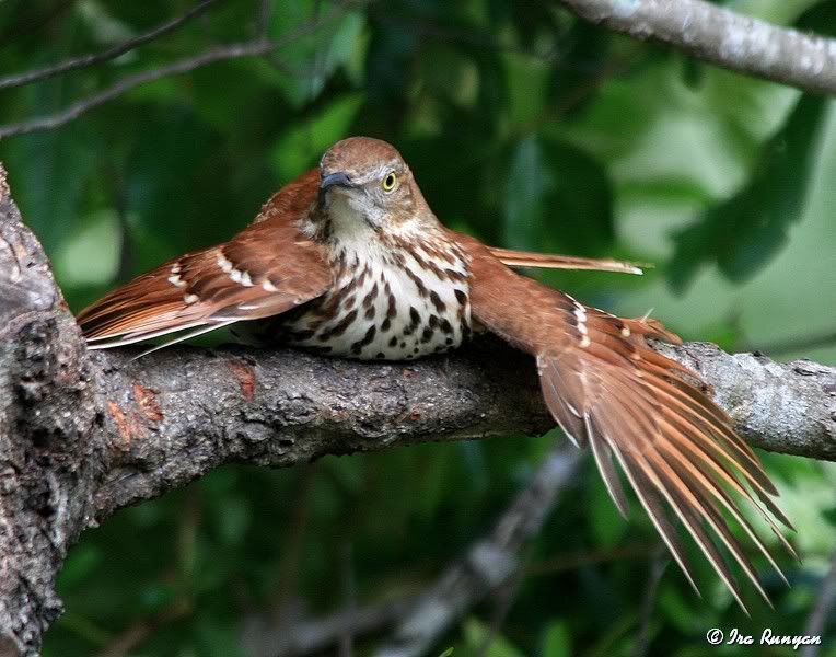 BrownThrasher_7809.jpg