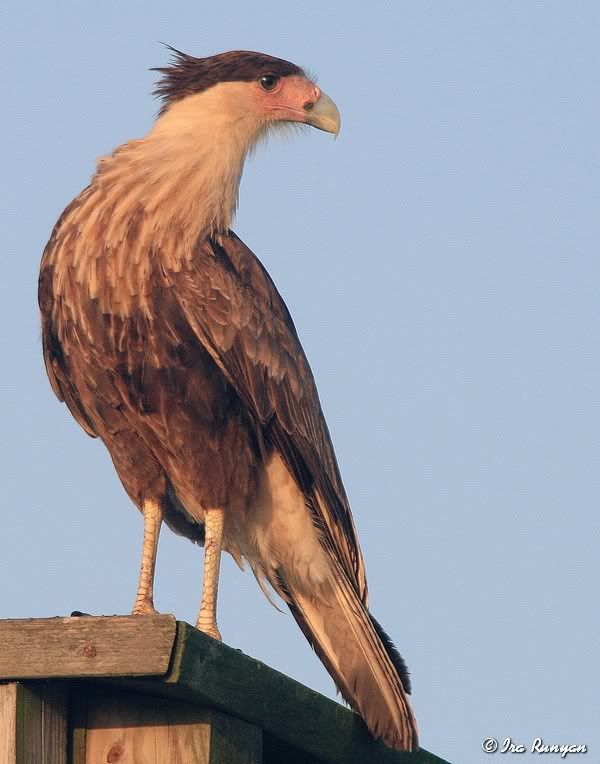 Caracara_5489.jpg