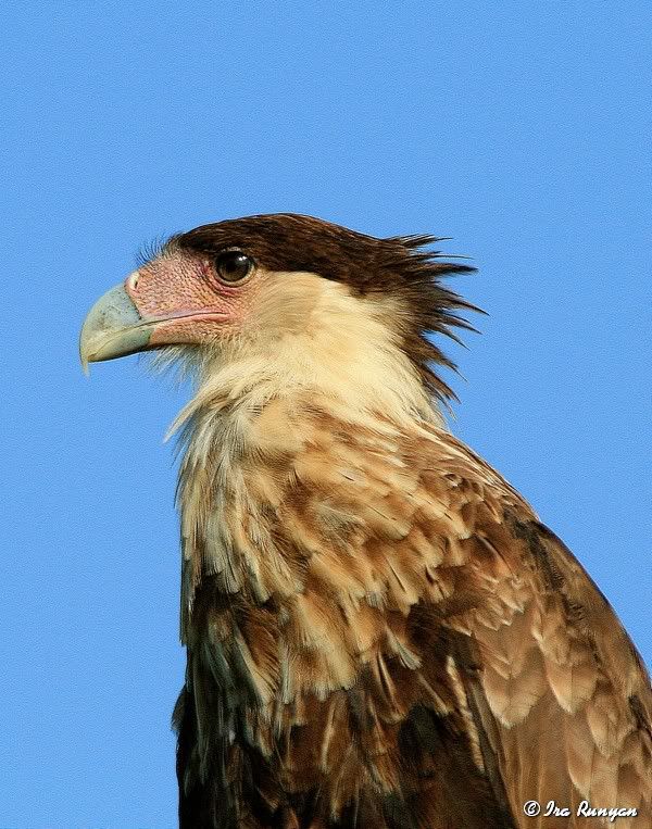 Caracara_5695.jpg