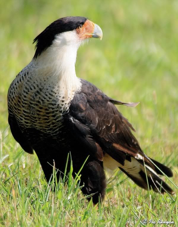 Caracara_5713.jpg