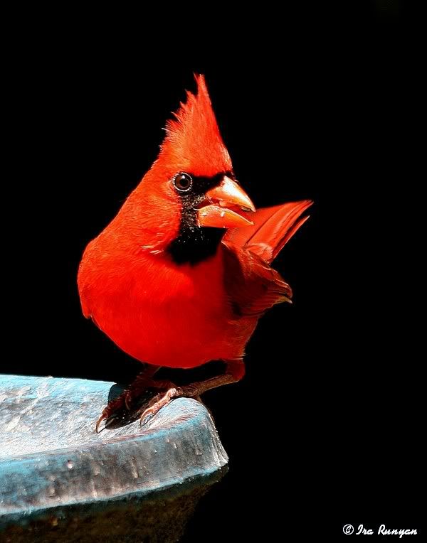 Cardinal_2560.jpg