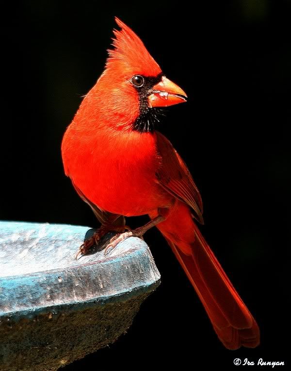 Cardinal_2563.jpg