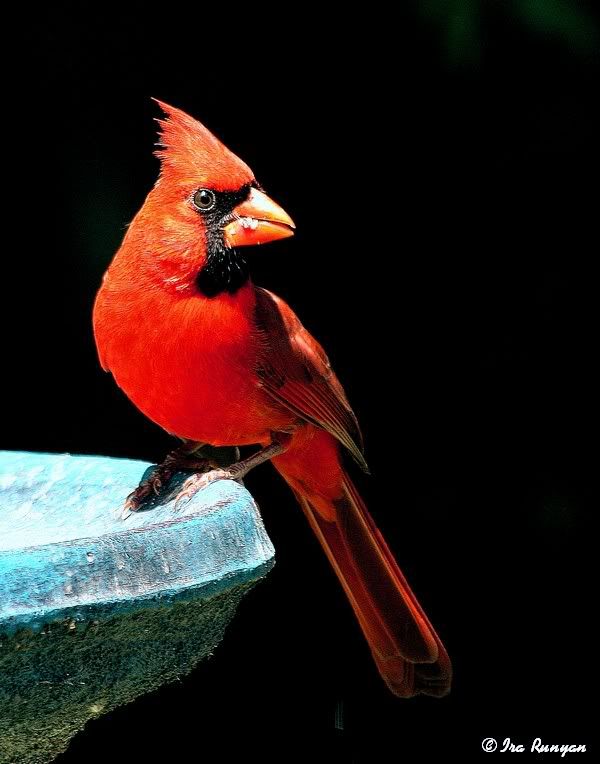 Cardinal_2566.jpg