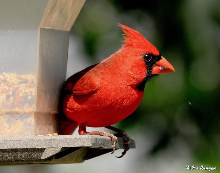 Cardinal_2887.jpg