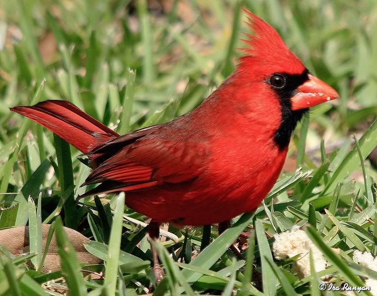 Cardinal_2896.jpg