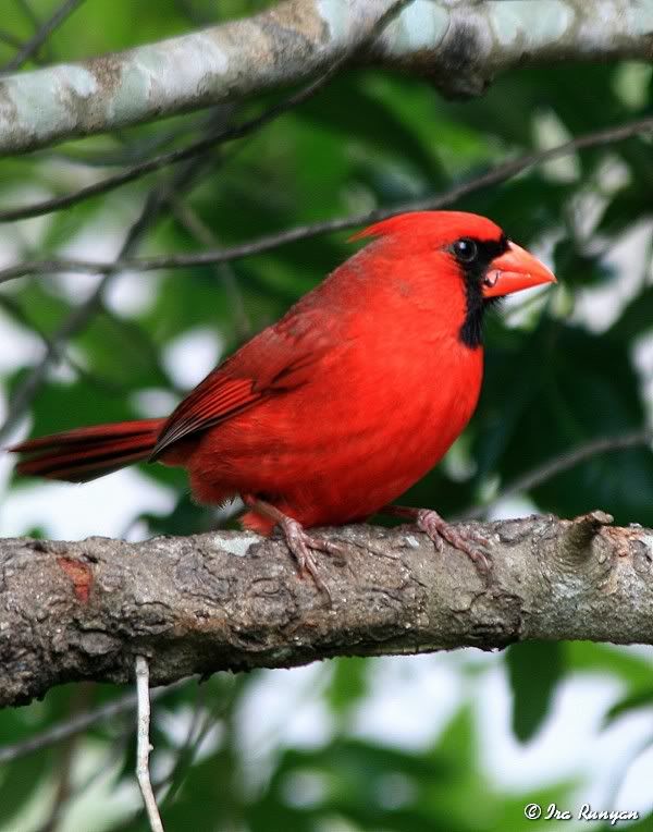 Cardinal_3911.jpg