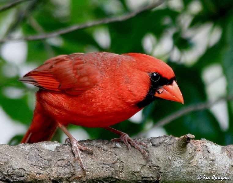 Cardinal_3913.jpg