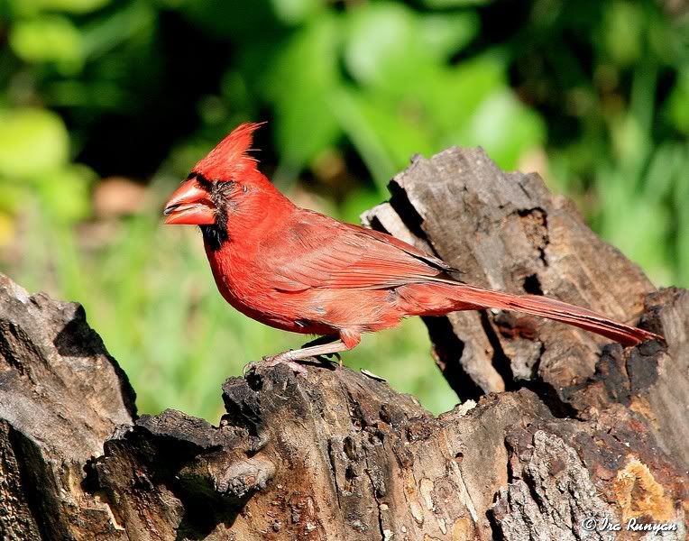 Cardinal_5168.jpg