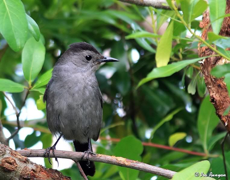 Catbird_4299.jpg