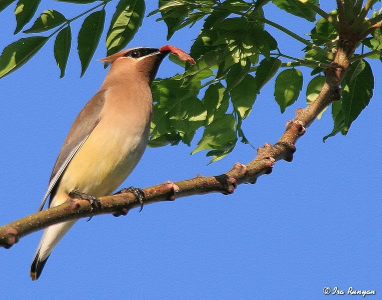 CedarWaxwing_4800.jpg