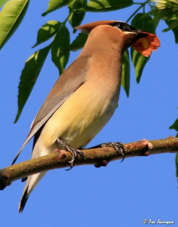 CedarWaxwing_4810.jpg