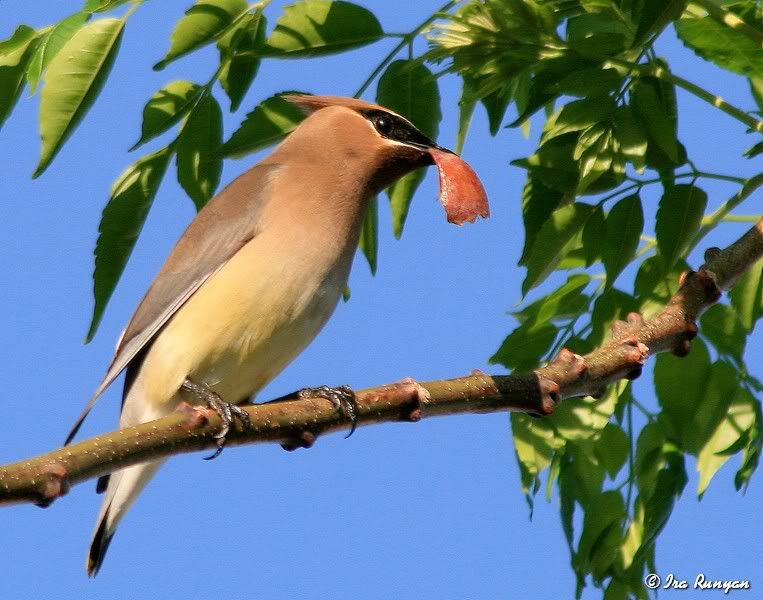 CedarWaxwing_4814.jpg