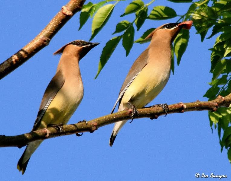 CedarWaxwing_4819.jpg