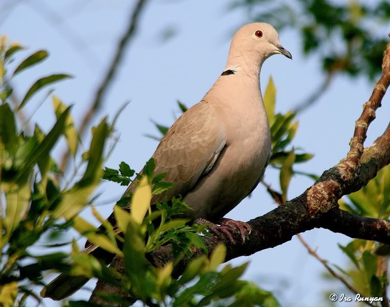 CollaredDove_2819.jpg