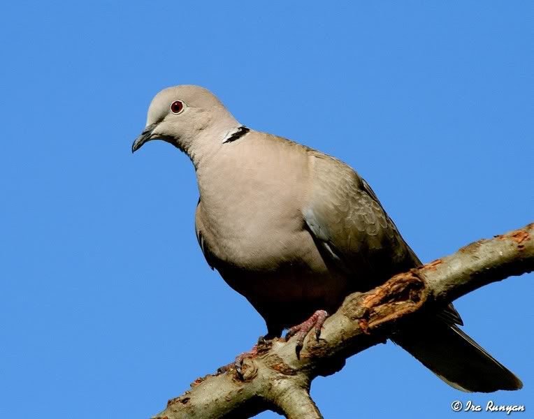 CollaredDove_3353.jpg