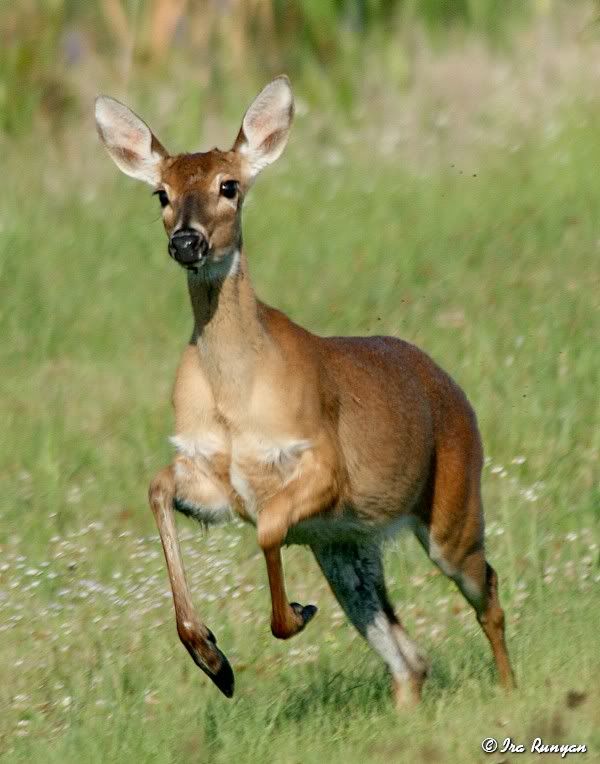 Deer_7212.jpg