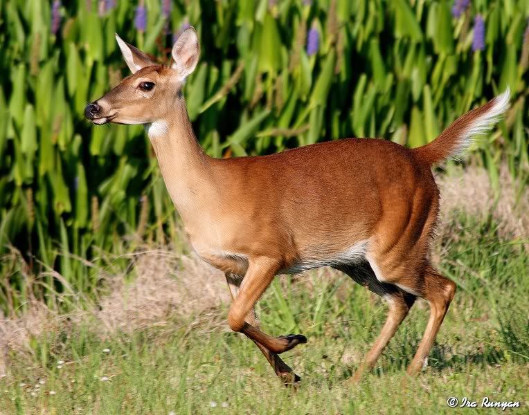 Deer_7223.jpg