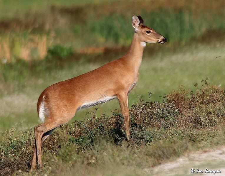 Deer_7226.jpg