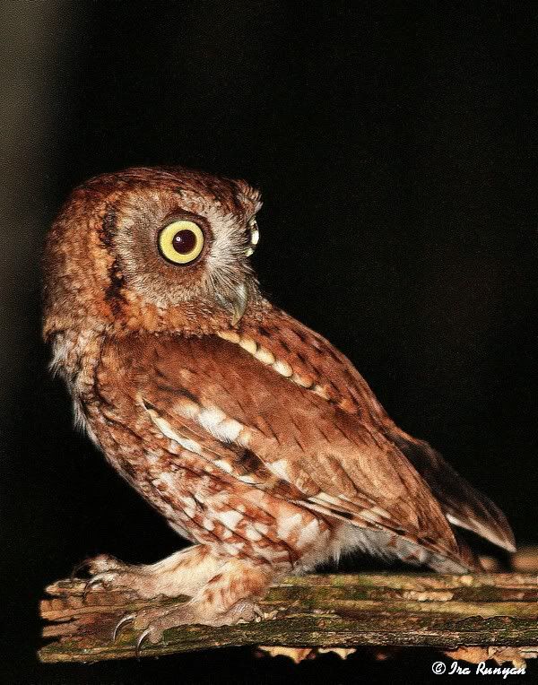 EasternScreechOwl_1422.jpg