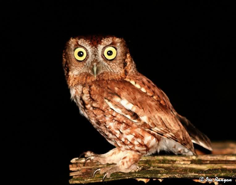 EasternScreechOwl_1423.jpg