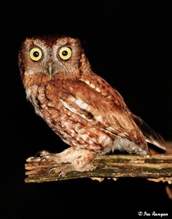 EasternScreechOwl_1424.jpg