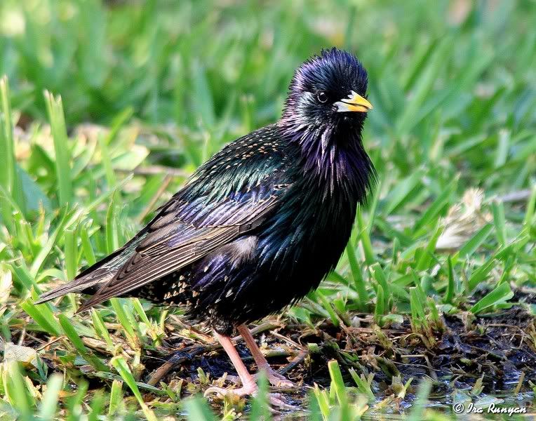 EuropeanStarling_3102.jpg