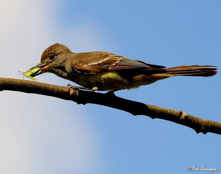 GreatCrestedFlycatcher_6175.jpg