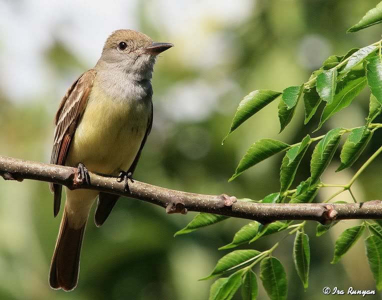 GreatCrestedFlycatcher_6223.jpg