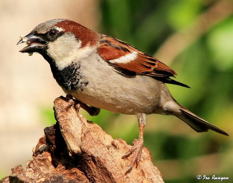 HouseSparrow_2849.jpg