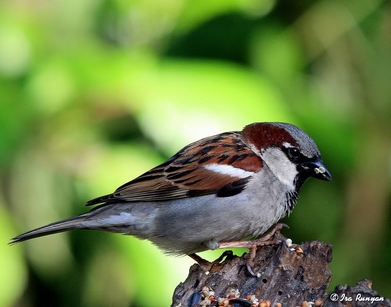 HouseSparrow_3208.jpg