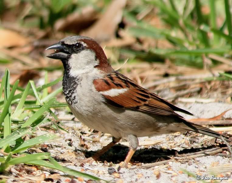 HouseSparrow_3692.jpg