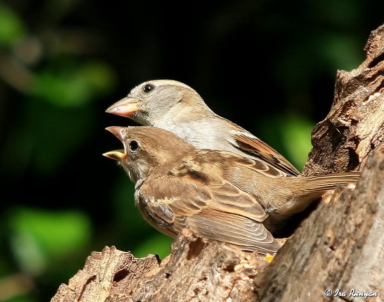 HouseSparrow_3795.jpg