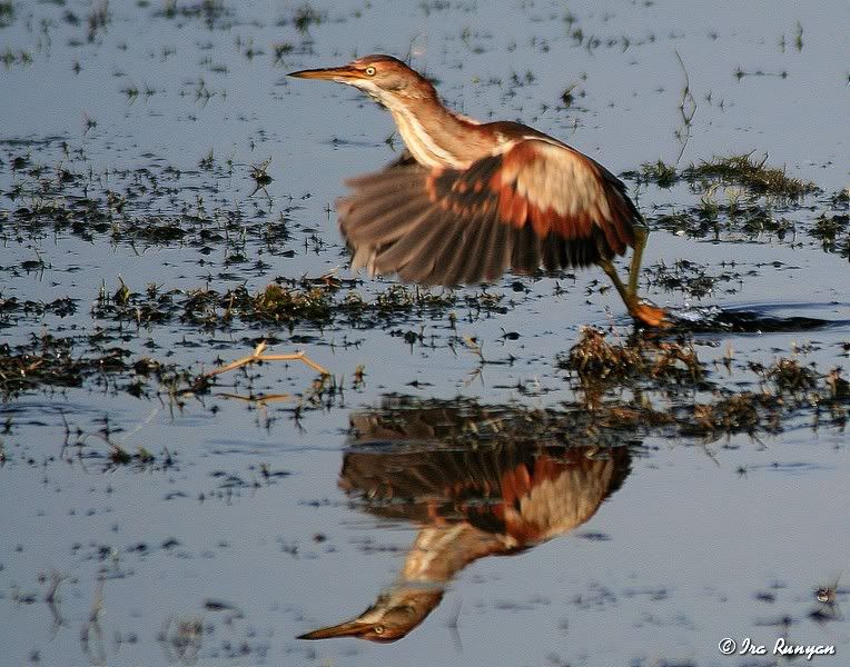 LeastBittern_0050.jpg