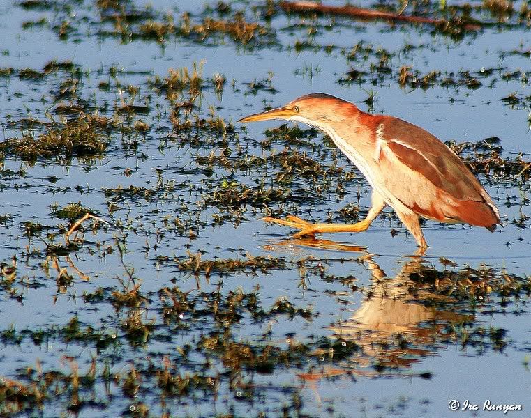 LeastBittern_0055.jpg