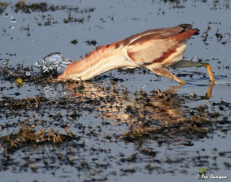 LeastBittern_0082.jpg