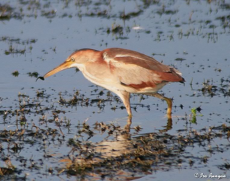 LeastBittern_0083.jpg