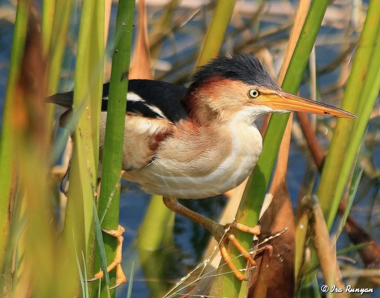 LeastBittern_2503.jpg