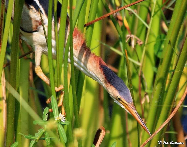 LeastBittern_2509.jpg