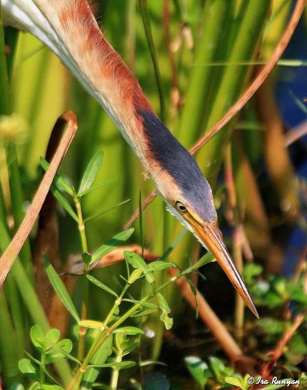 LeastBittern_2510.jpg