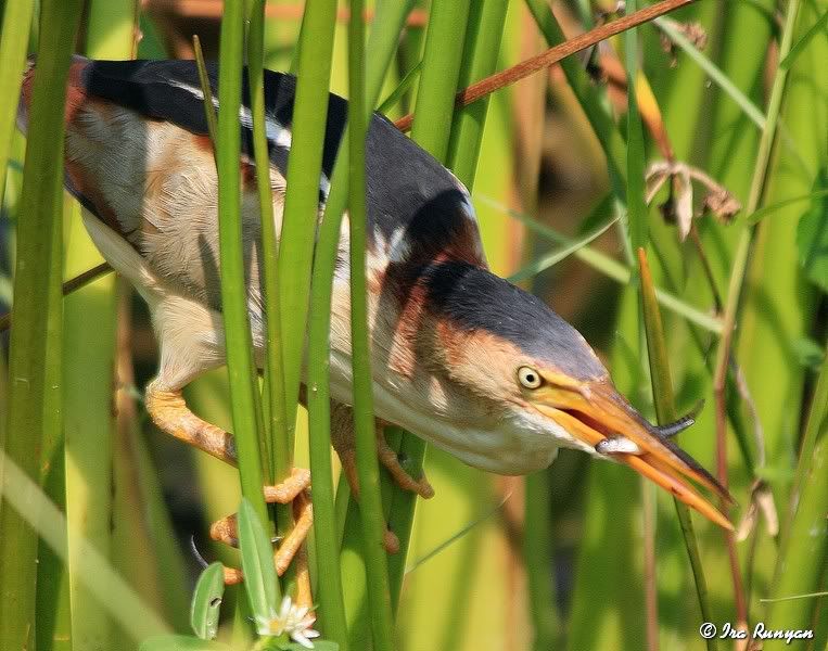 LeastBittern_2516.jpg