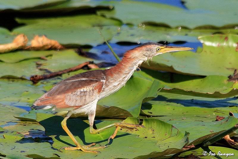 LeastBittern_4033.jpg