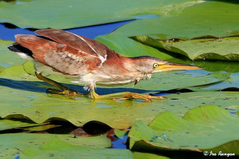 LeastBittern_4059.jpg