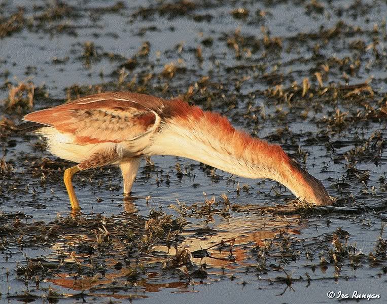 LeastBittern_9056.jpg