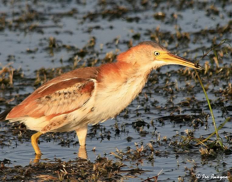 LeastBittern_9061.jpg