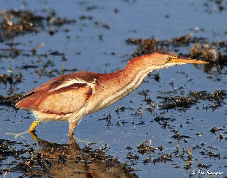 LeastBittern_9239.jpg