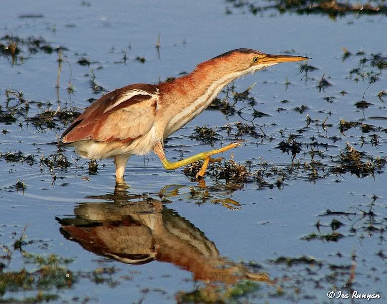 LeastBittern_9251.jpg