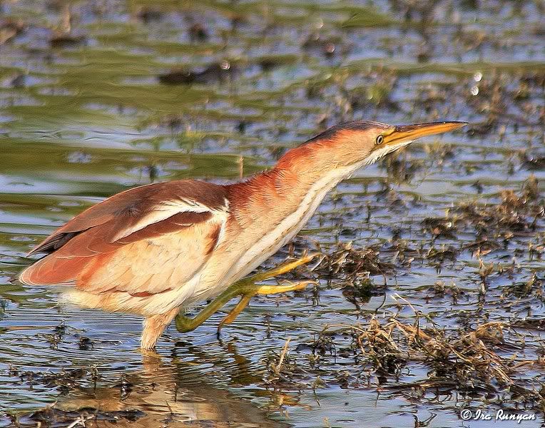 LeastBittern_9265.jpg