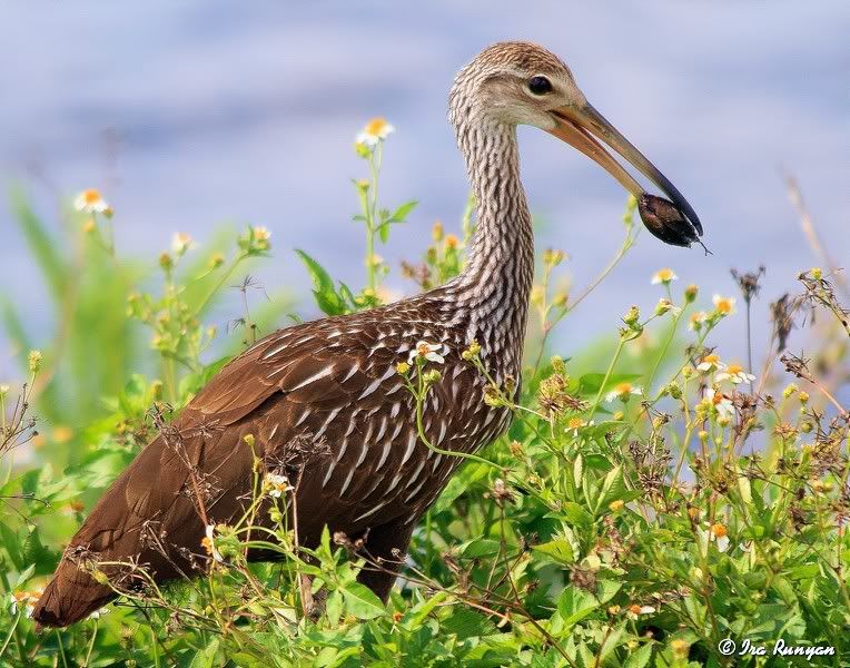 Limpkin_9815.jpg