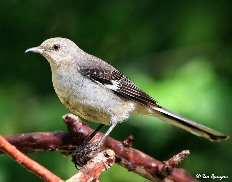 Mockingbird_4129.jpg